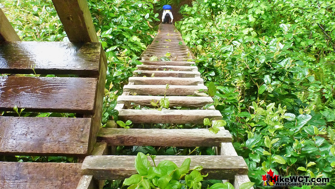 West Coast Trail 12 2 Steep Ladders