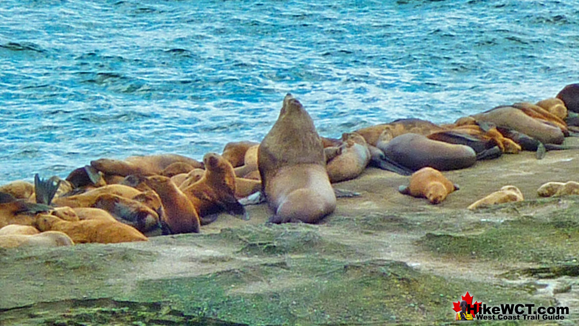 West Coast Trail 25 9 King of the Sea Lions