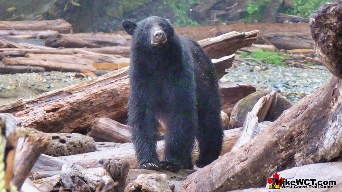 Best West Coast Trail Sights Wildlife Encounters