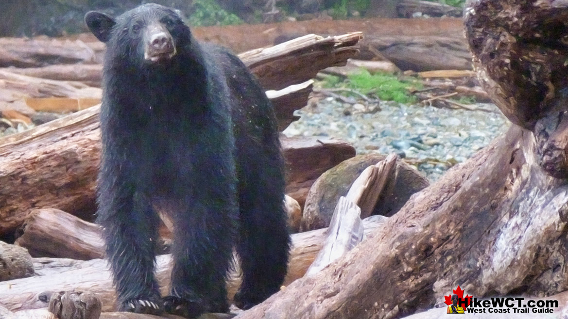 Darling Black Bear West Coast Trail