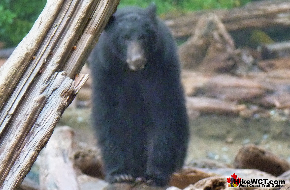 Scary Bear Darling River West Coast Trail