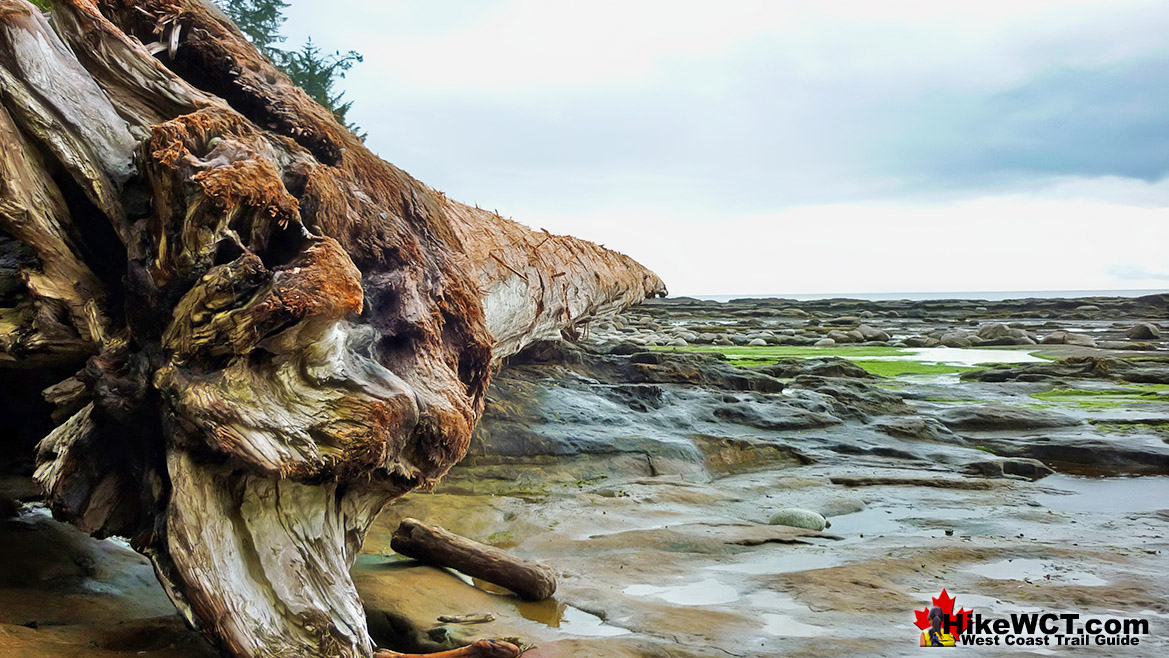 West Coast Trail Beach Deadfall Driftwood