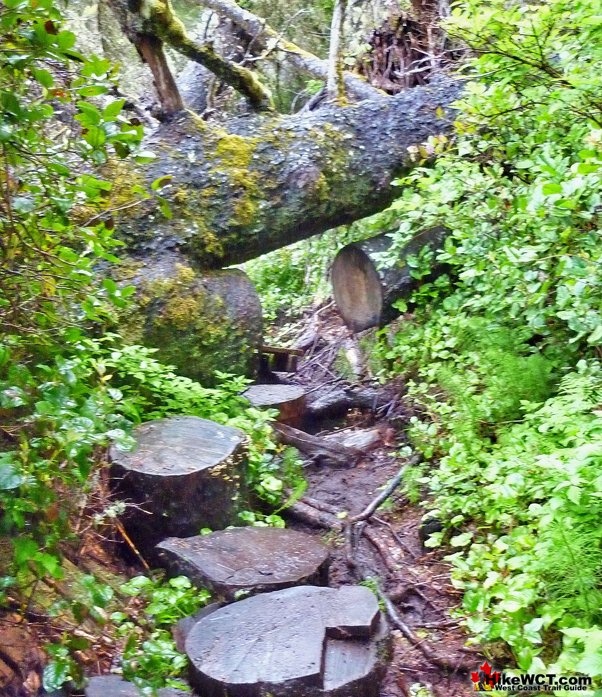 24km West Coast Trail Deadfall