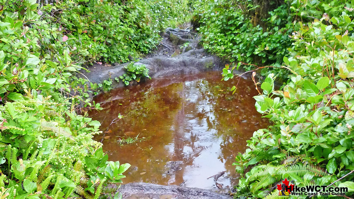 24km West Coast Trail Mud