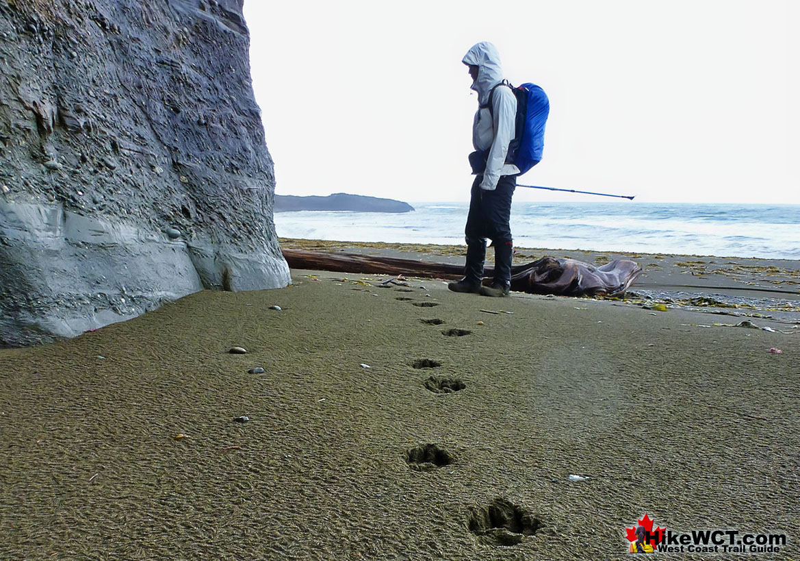 Animal Tracks West Coast Trail