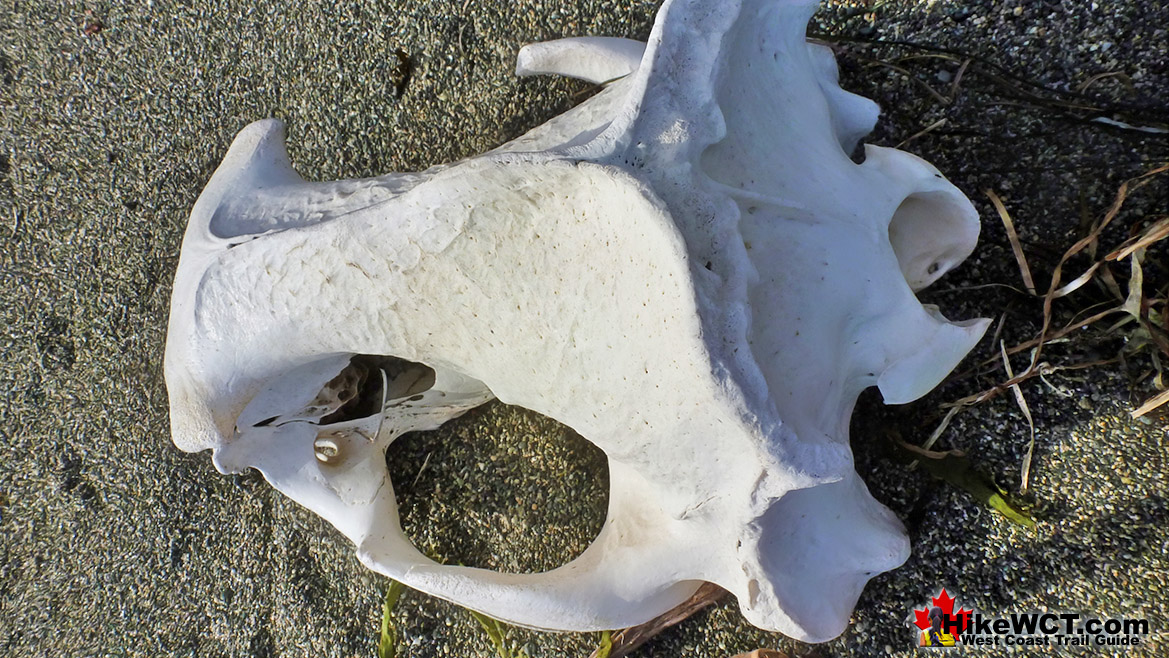 Beach Skull West Coast Trail