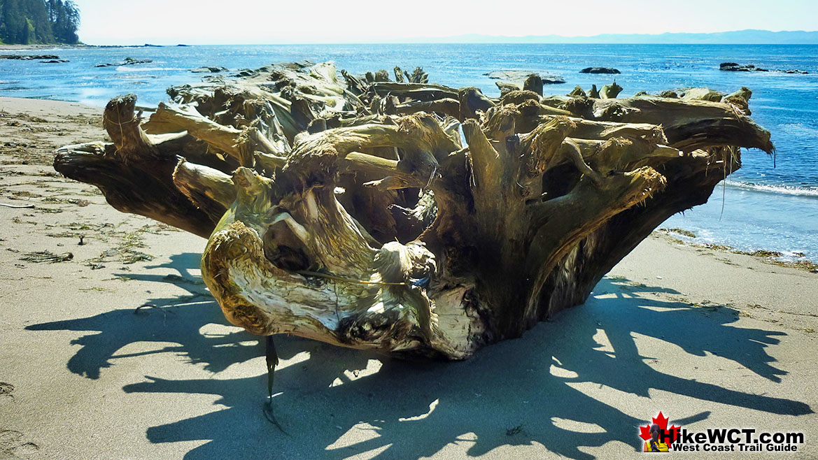 Upside Down Beach Tree