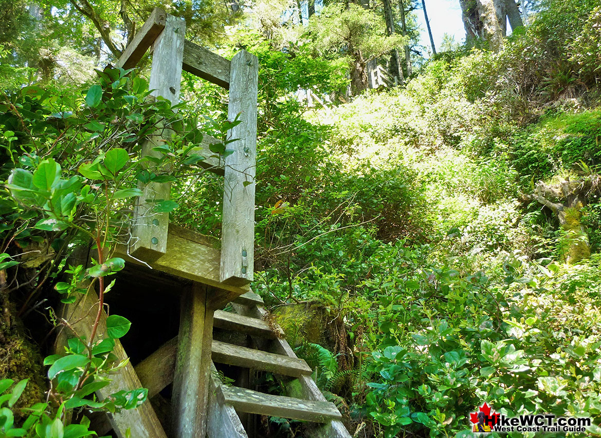 Insane Ladders Up Into the Forest