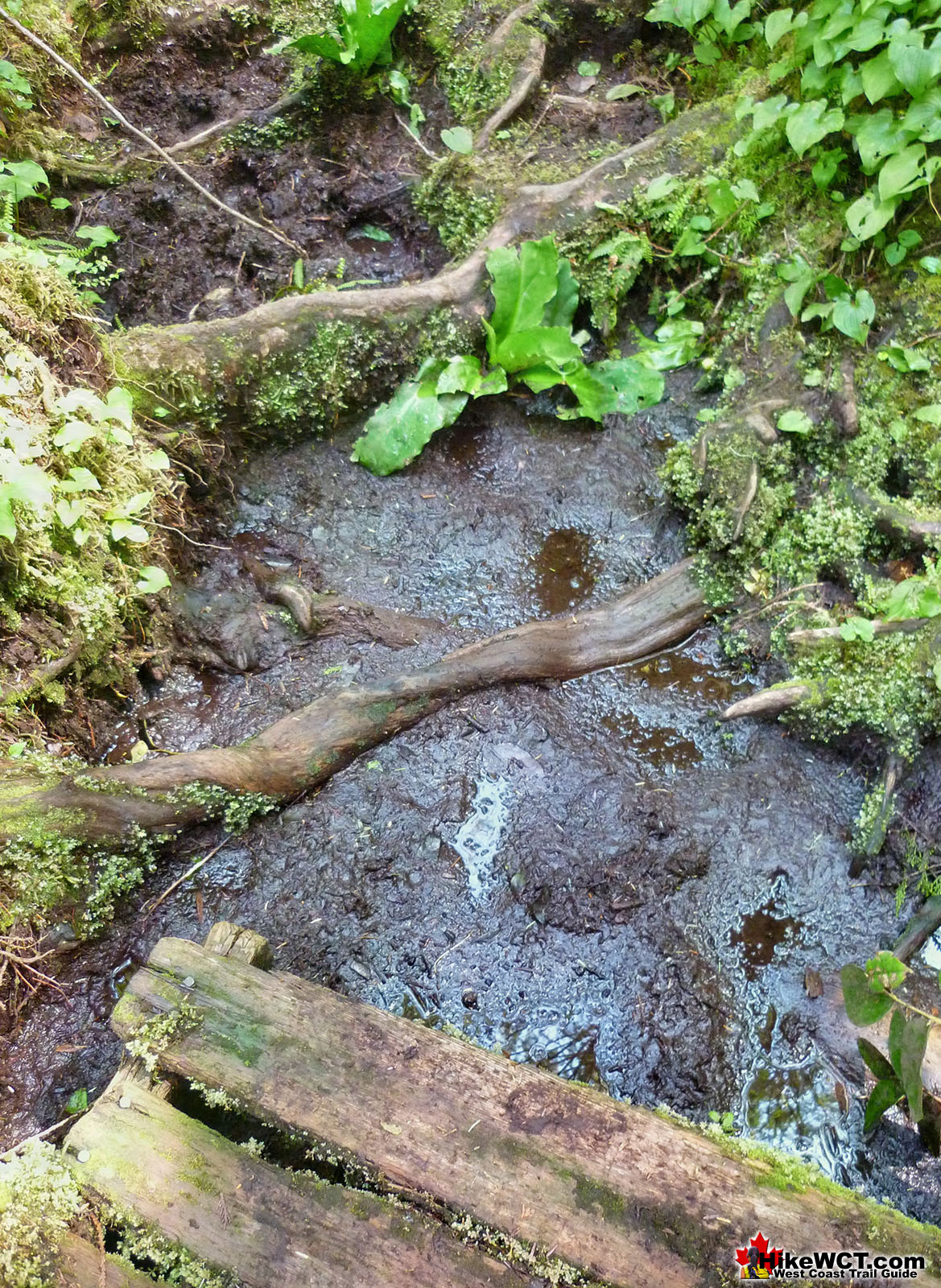 Muddy Trail Near 52km