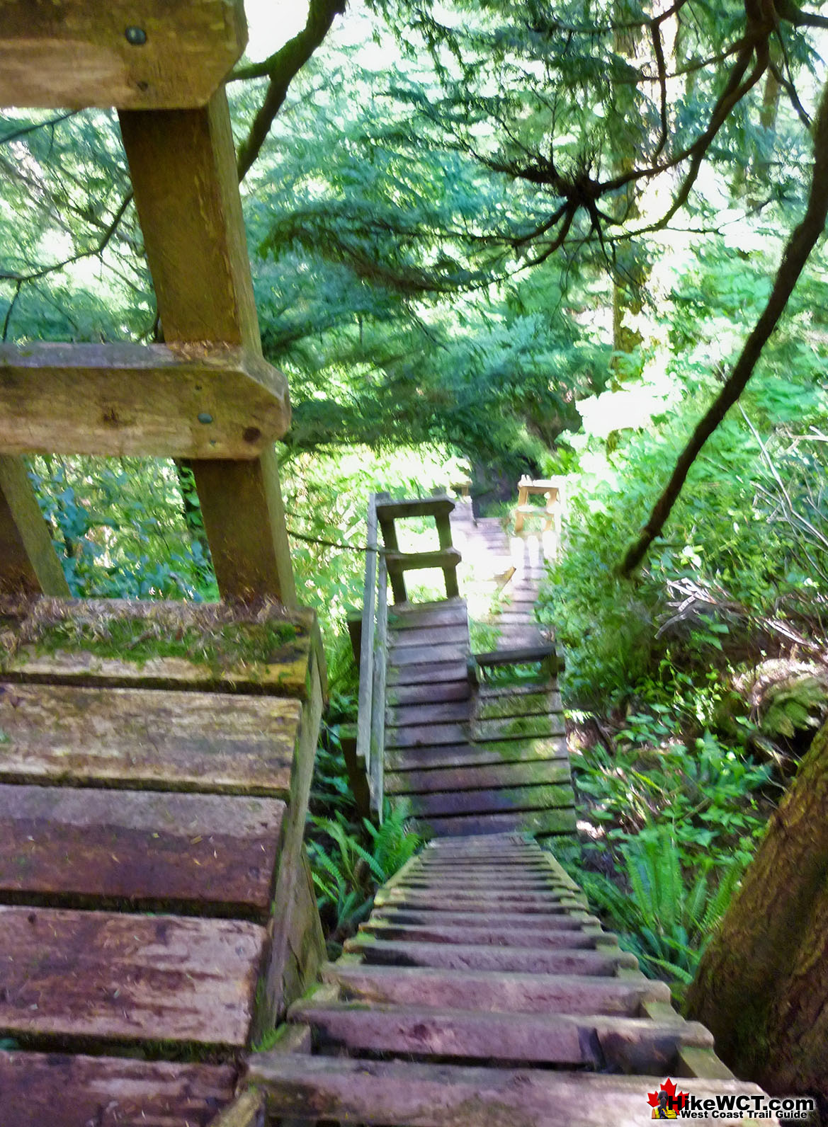 Ladders Down to Walbran Creek