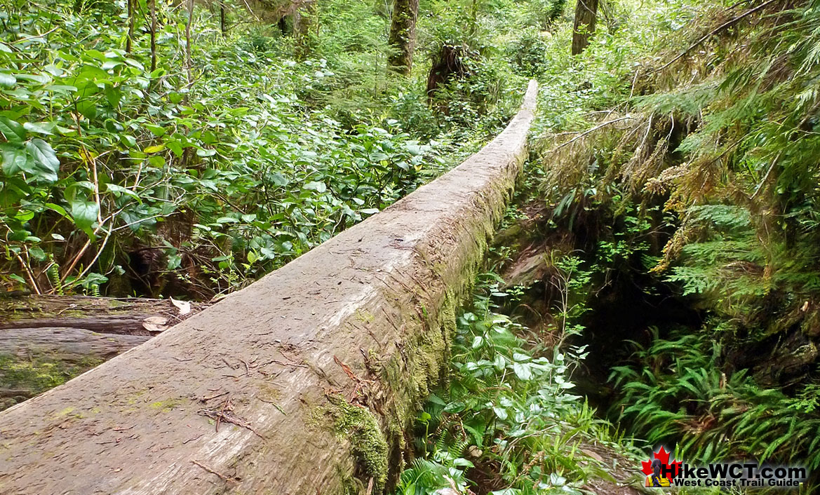 Deadfall Bridge West Coast Trail