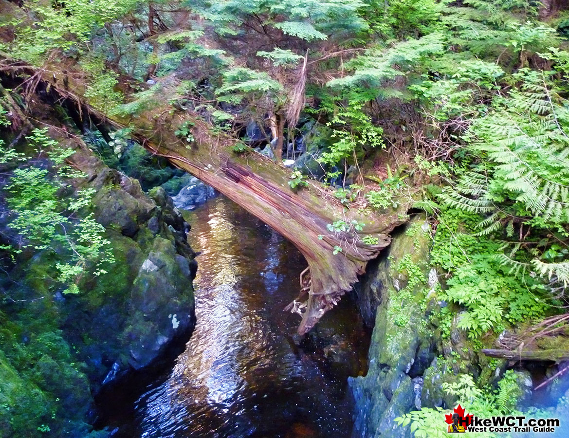 Deadfall Creek West Coast Trail