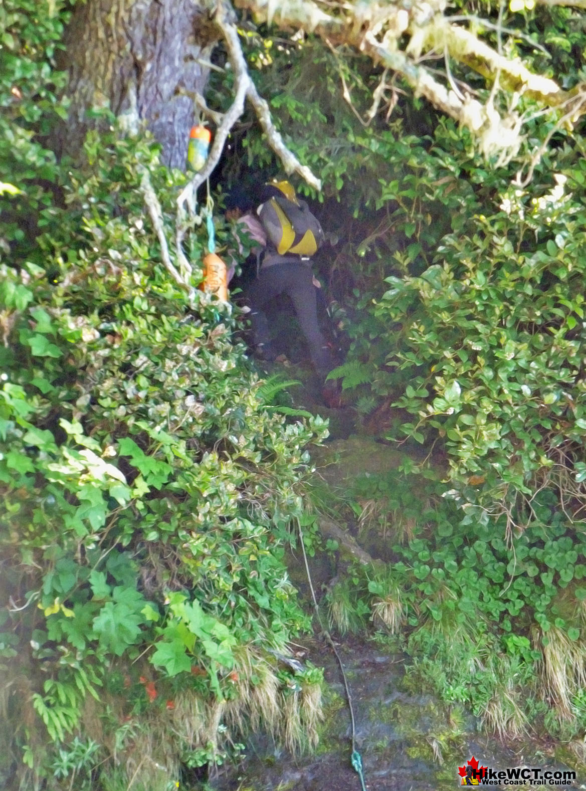 Forest Route Entrance Over Owen Point