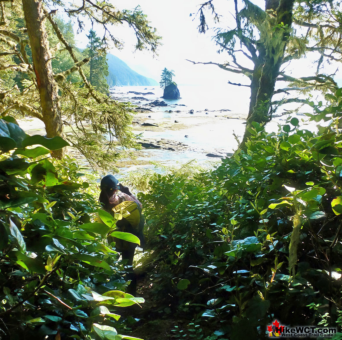 Rainforest at Owen Point