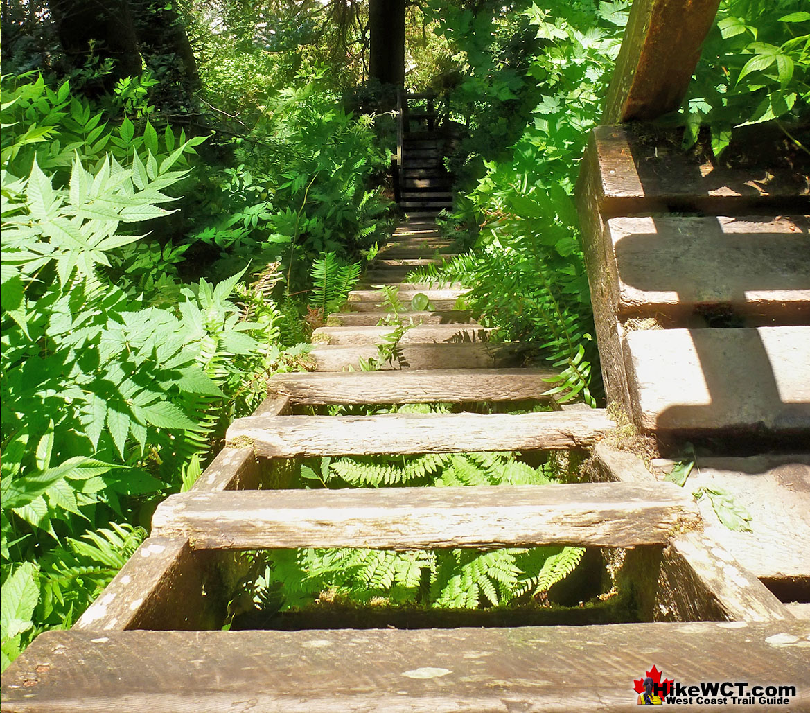 Thrasher Cove Ladders West Coast Trail